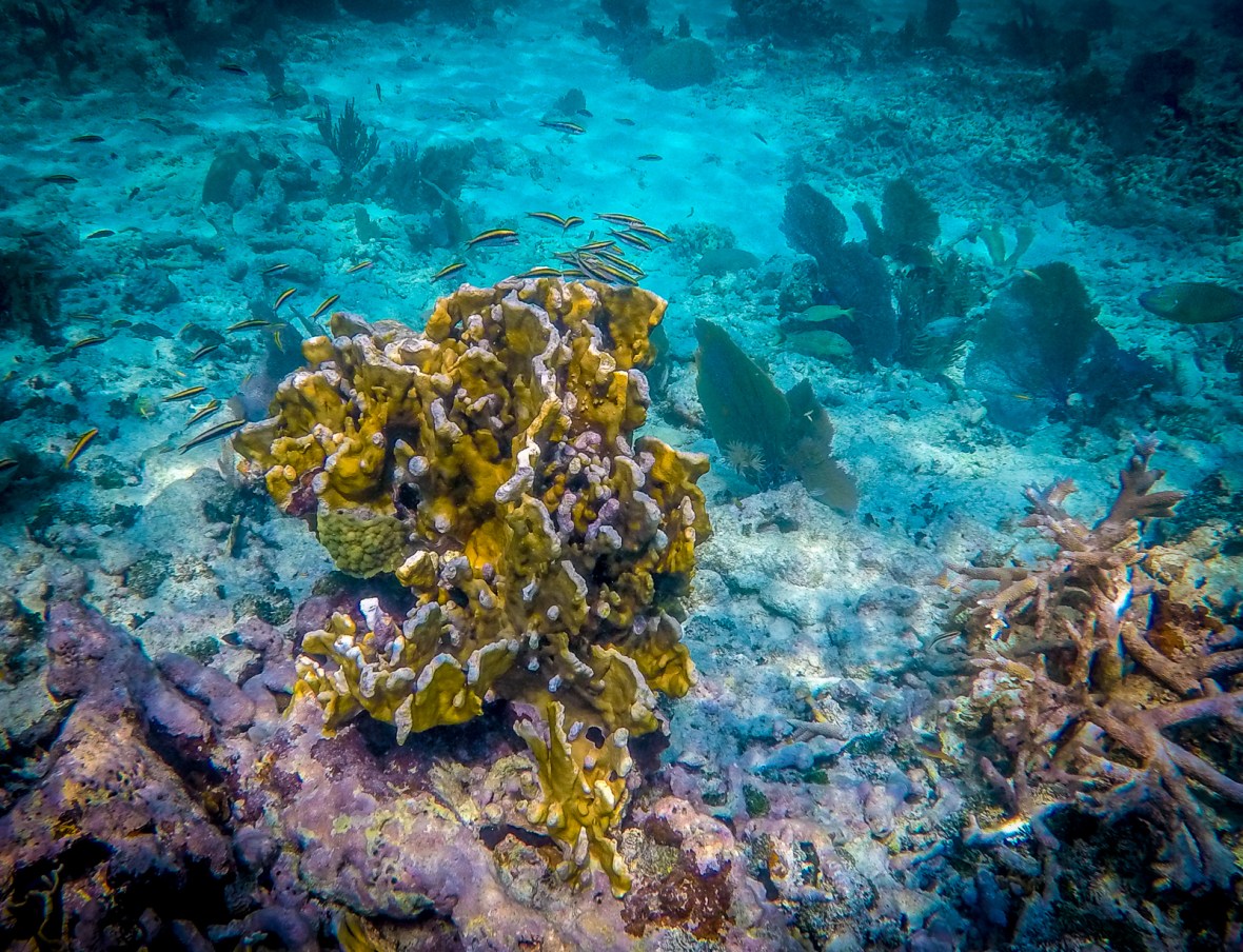 DCIM100GOPROGOPR0234.